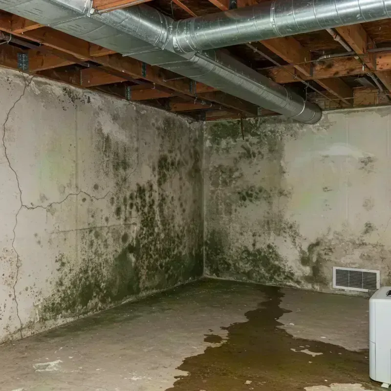 Professional Mold Removal in Old Jamestown, MO